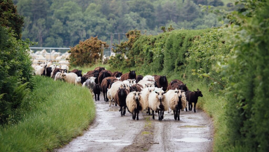 Sheep-on-a-track